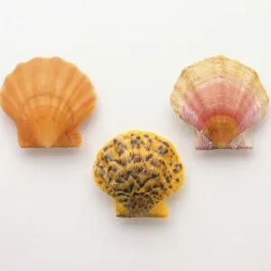 Three scallop shells Three scallop shells