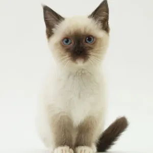 Un chaton blanc avec des oreilles noires. Un chaton blanc avec des oreilles noires.