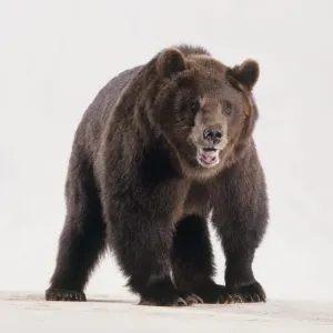 Brown Bear Print - Front View Image Brown Bear Print - Front View Image