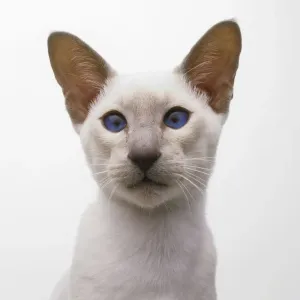 Lilac Point Siamese Cat Print Lilac Point Siamese Cat Print
