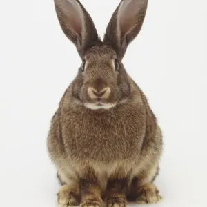 Rabbit Rabbit