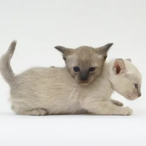 White kittens print White kittens print