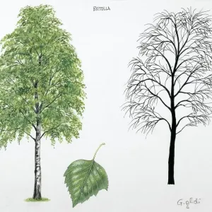 Silver Birch Tree Print Silver Birch Tree Print