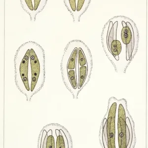 Diatom Reproduction Print Diatom Reproduction Print