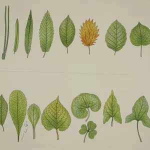 Botany Print: Various Leaf Types Botany Print: Various Leaf Types