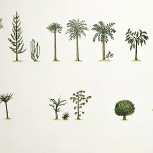 Botany Print featuring ancient plant species Botany Print featuring ancient plant species