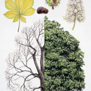 Different Stages of a Horse-chestnut Tree Print Different Stages of a Horse-chestnut Tree Print