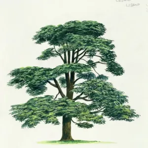 Print of Lebanon cedar Cedrus libani Print of Lebanon cedar Cedrus libani