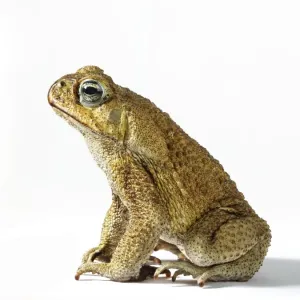 Rohrkröte
