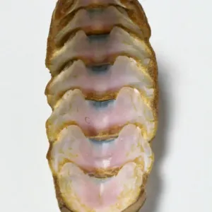 Chiton Shell Print Chiton Shell Print