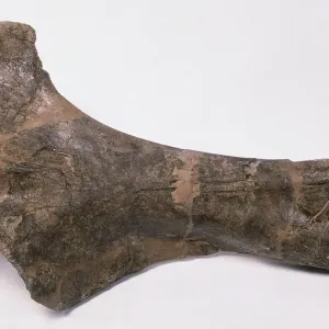 Old indeterminate Barosaur bone
