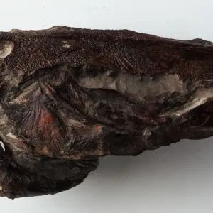 Osteichthyans - Macrones: Skull