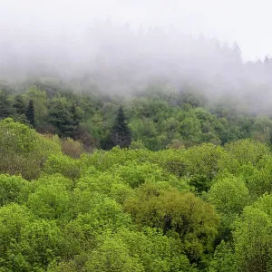 Gemischter Wald im Frühling. Gemischter Wald im Frühling.