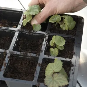 Inserting plug plants into modules filled with compost Inserting plug plants into modules filled with compost