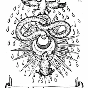 El simbolismo alquímico: el sapo y la serpiente representan dos tipos básicos de elementos, fijos y terrestres. El simbolismo alquímico: el sapo y la serpiente representan dos tipos básicos de elementos, fijos y terrestres.