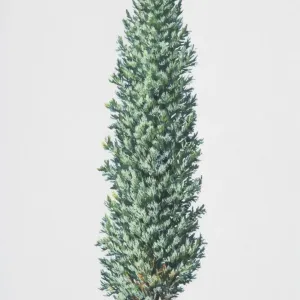 Juniperus communis, Junípero común. Juniperus communis, Junípero común.