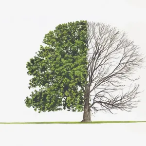 Quercus petraea (Roble pedunculado). Quercus petraea (Roble pedunculado).