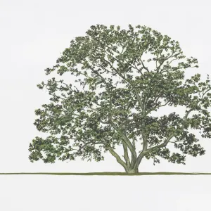 Quercus phillyreoides Quercus phillyreoides