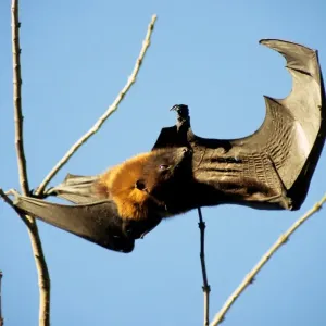 Bat Bat Print, a photograph of bats in flight Bat Bat Print, a photograph of bats in flight