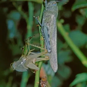 Locust Locust
