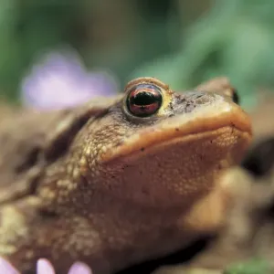 Bufo Bufo Toad Print Bufo Bufo Toad Print