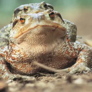 Toad Print from Universal Images Group Toad Print from Universal Images Group
