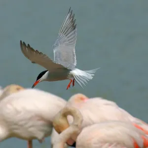 Common Tern Print - A photograph of a Common Tern in flight Common Tern Print - A photograph of a Common Tern in flight