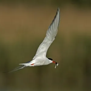 Tern Print - A photograph of a Tern bird Tern Print - A photograph of a Tern bird