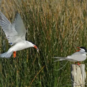 Terns Print - A Photographic Image of Seabirds Terns Print - A Photographic Image of Seabirds