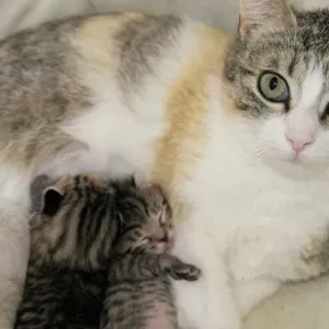 Cat and Its Kitten Cat and Its Kitten