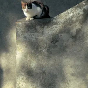 Stray Cat Stray Cat