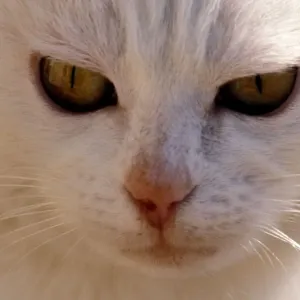 White Cat White Cat Print White Cat White Cat Print