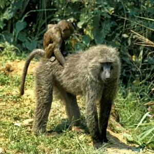 Baboons Print featuring Baboon Cubs Baboons Print featuring Baboon Cubs