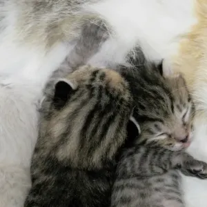 Kitten Kitten (Cubs) Print Kitten Kitten (Cubs) Print