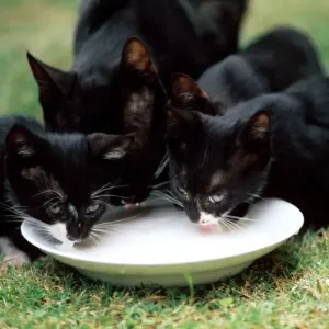 Kittens Kittens