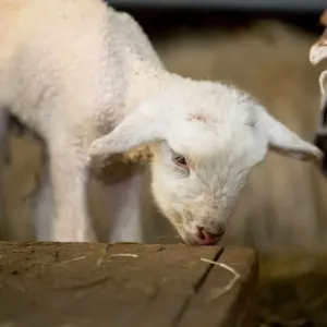 Lamb Lamb
