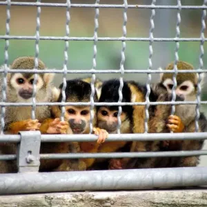 Monkeys Print featuring Monkeys and their Cubs Monkeys Print featuring Monkeys and their Cubs