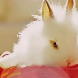 Rabbit Rabbit