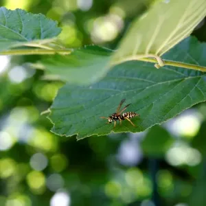 Abeja en una Hoja. Abeja en una Hoja.