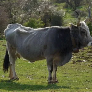 Bovines Bovines