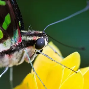 Butterfly Butterfly
