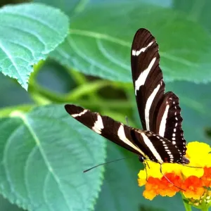 Mariposa. Zorro. Longwing Mariposa. Zorro. Longwing