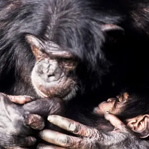 Common Chimpanzee Common Chimpanzee