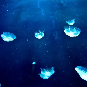 Jellyfish Jellyfish