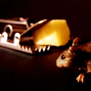 Mousetrap Mousetrap