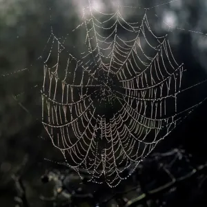 Cobweb
