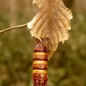 Larva