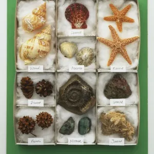 Sea Shells Print, Tray View Sea Shells Print, Tray View