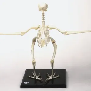 Buzzard Skeleton Print with Outstretched Wings Buzzard Skeleton Print with Outstretched Wings