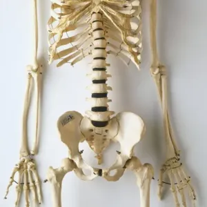 Front View Human Skeleton Print Front View Human Skeleton Print